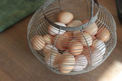 Comment ramasser et nettoyer les œufs de poule ?