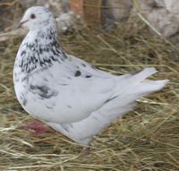 Pigeon Texan • Élevage et vente de pigeons de race